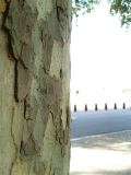 Horseguards Parade